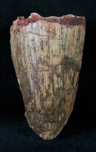 Large Cretaceous Fossil Crocodile Tooth - Morocco #13946